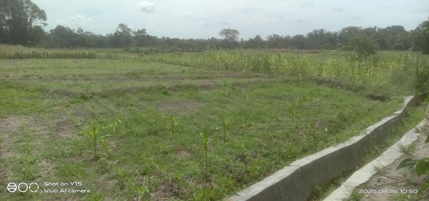 Irigasi Tak Berfungsi, Sekitar 20 Ha Persawahan di Kelurahan Balata 3 Alihfungsi