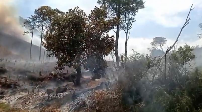 30 Hektare Hutan Tanduk Benua Simalungun Terbakar