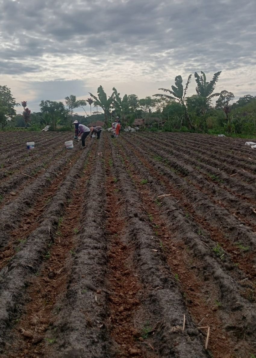 BUMNag Pinang Ratus Begerak Di Bidang Budidaya Tanaman Jahe